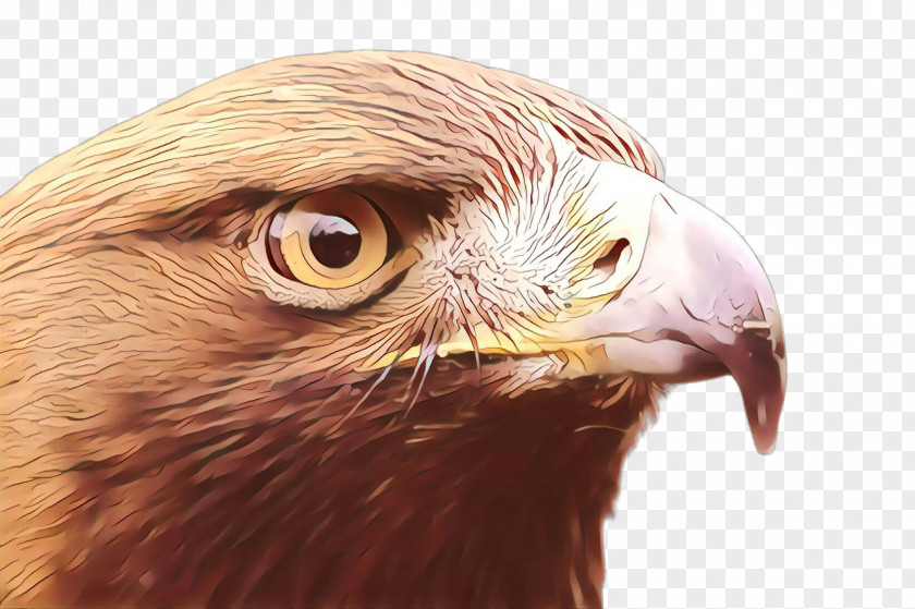 Feather Sea Eagle Hawk Buzzard Close-up Eye PNG