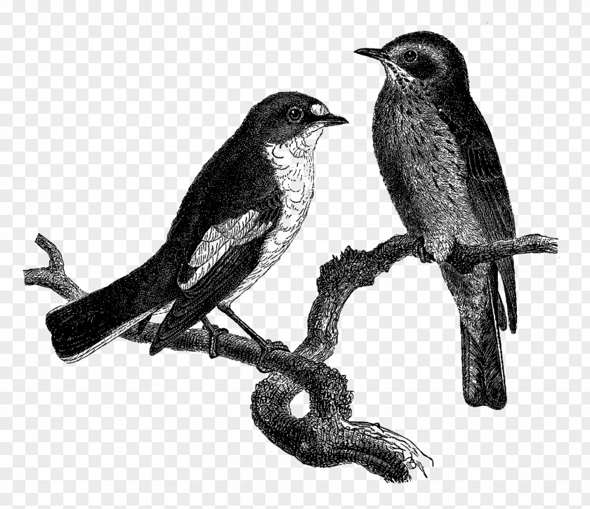 Finches American Crow Sparrows Beak Common Raven PNG