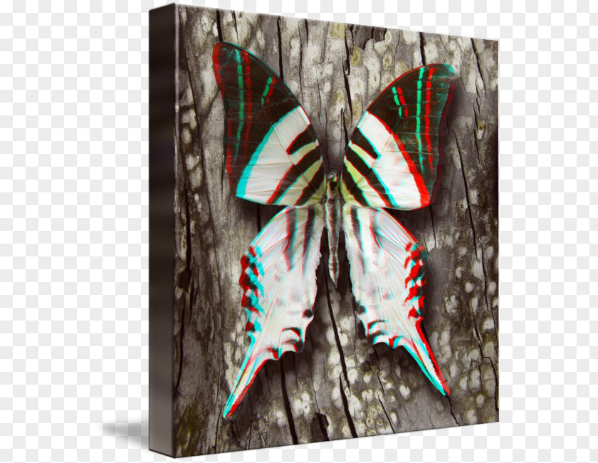 Glossy Butterflys Moth Symmetry PNG