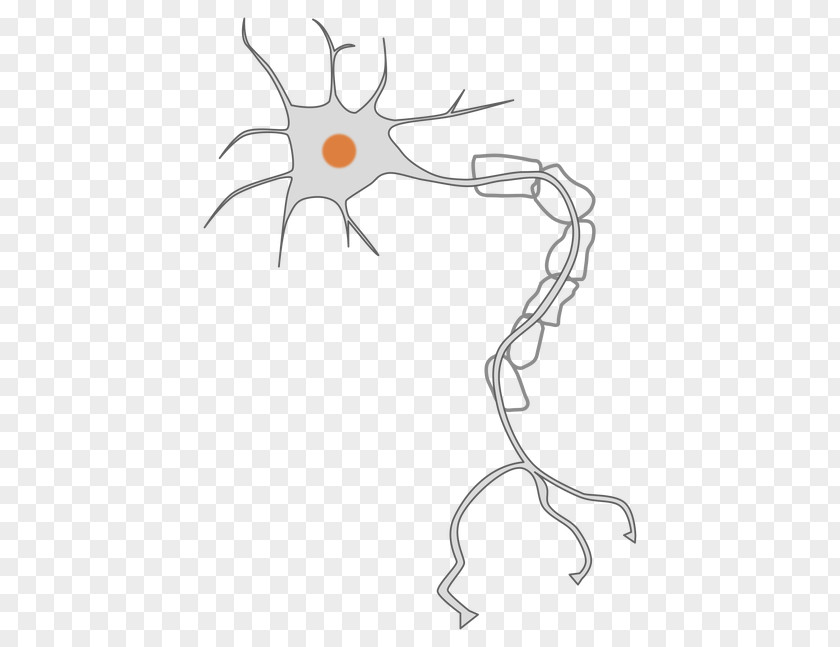 Neuron Nervous System Axon Clip Art PNG