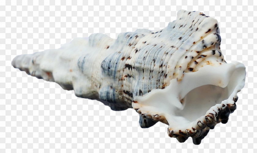 Ocean Sea Shell Seashell PNG