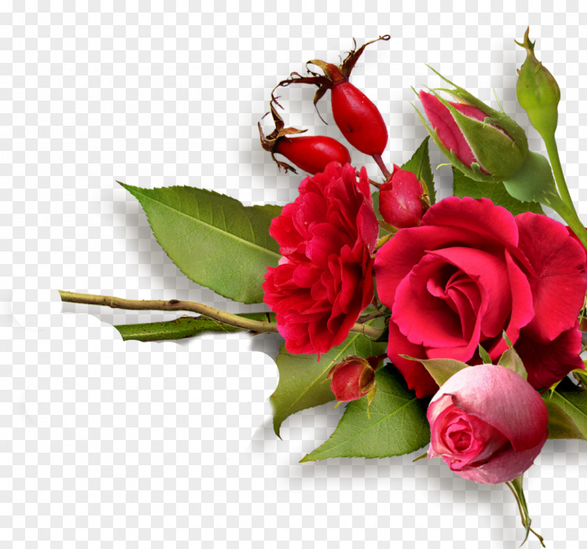Birthday Music Love Garden Roses .gr PNG roses .gr, clipart PNG