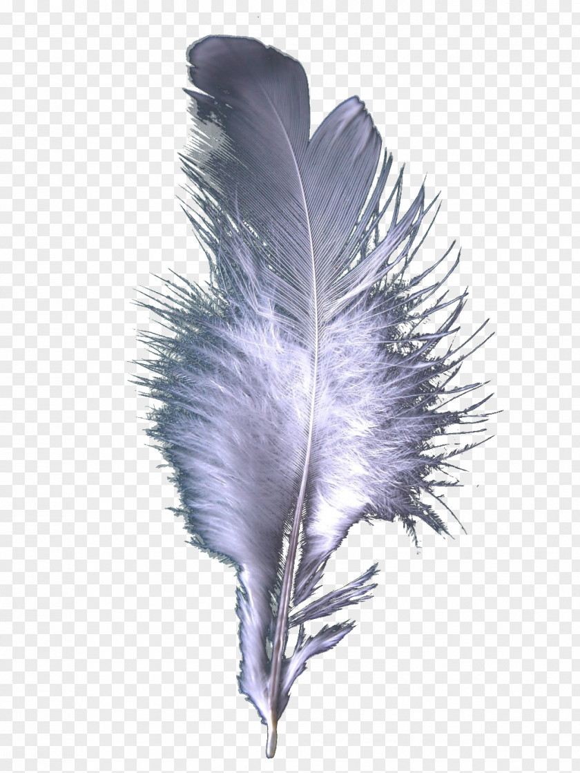 Feather Cloak Bird PNG