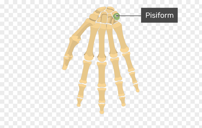 Hand Carpal Bones Human Skeleton Anatomy Body PNG
