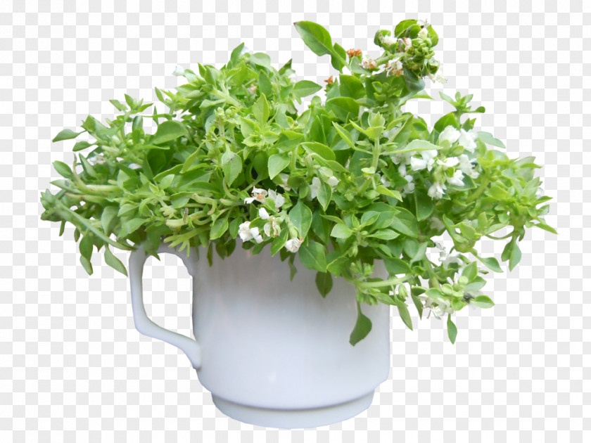 Herb Flowerpot Shrub PNG