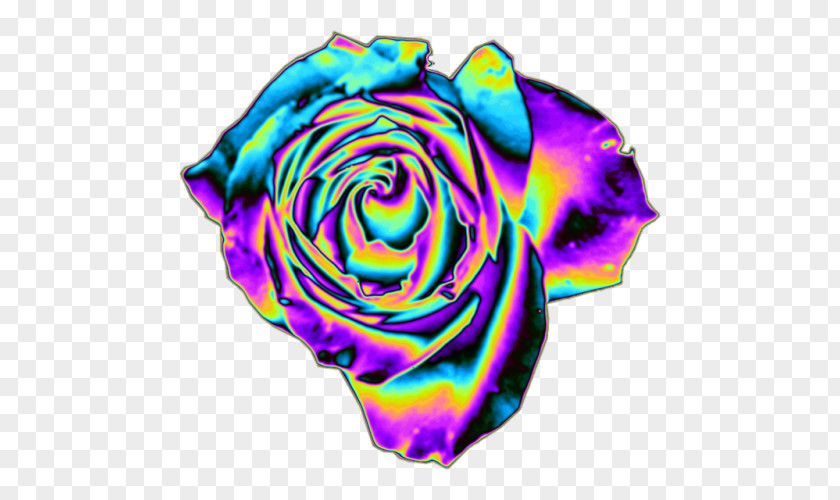 Minimalistic Vaporwave Art Night Rainbow Rose Garden Roses Floribunda Petal Blue PNG