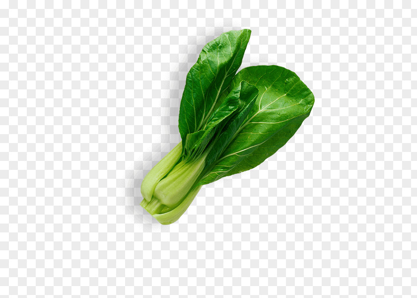 Vegetable Leaf Salad Food PNG