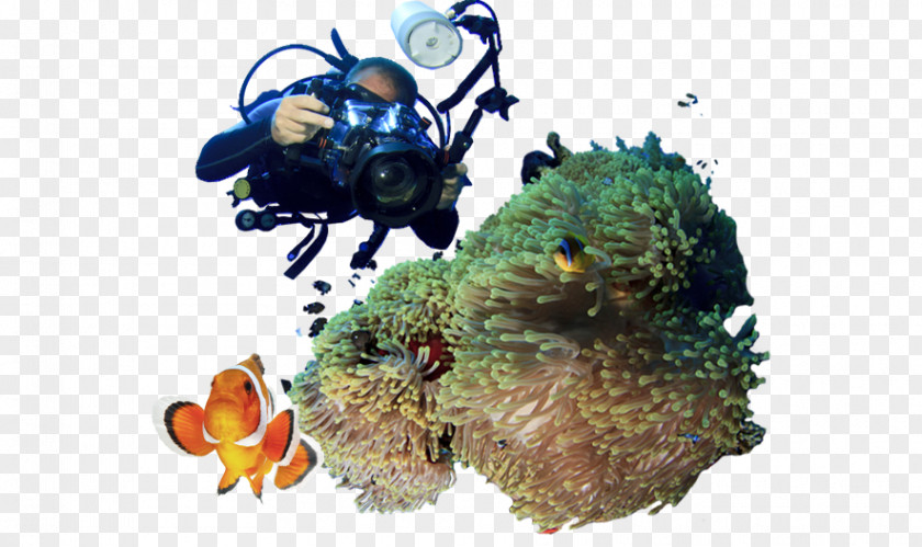 Diving For Sunken Treasure Coral Reef PNG