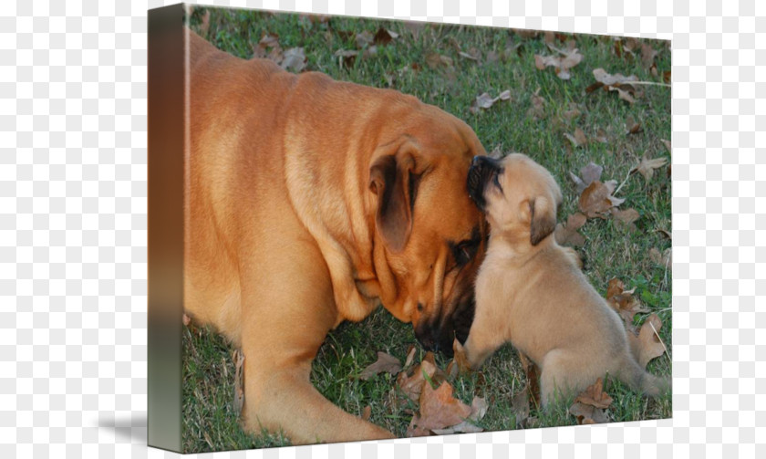 English Mastiff Toy Bulldog Dorset Olde Tyme Bulldogge Bullmastiff Boerboel Ori-Pei PNG