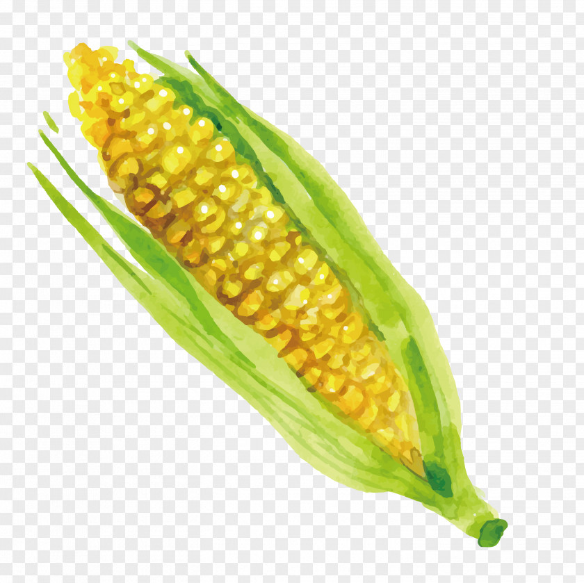 Delicious Corn On The Cob Greatest Grains Maize Meal Kernel PNG