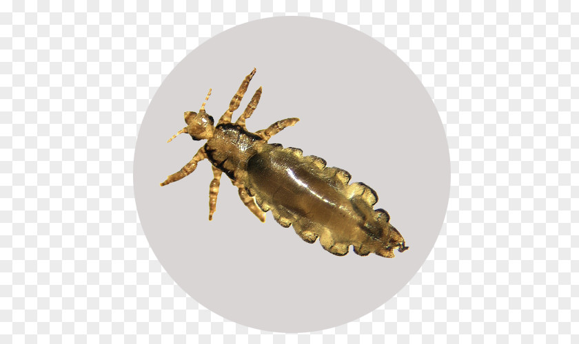 Insect Liendre Pediculosis Ectoparasite Crab Louse PNG