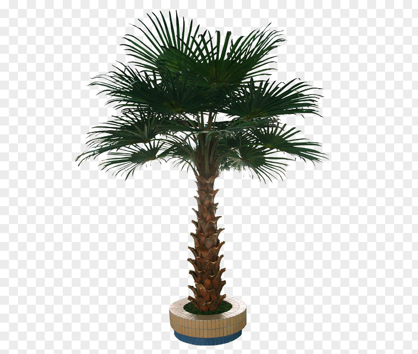 Palm Tree Washingtonia Robusta Arecaceae Interior Design Services PNG