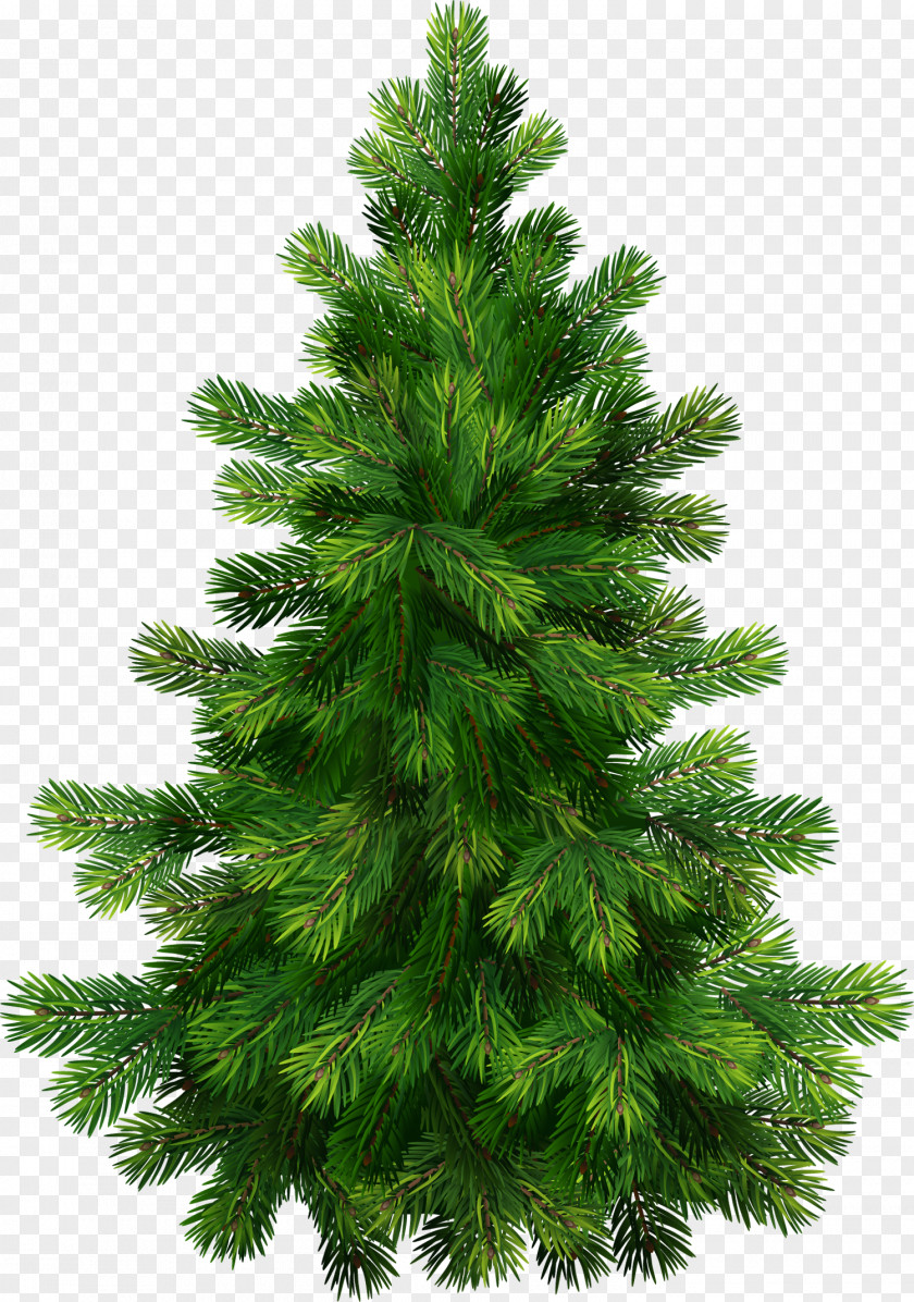 Tre Cliparts Pine Tree Branch Clip Art PNG