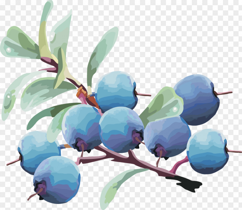 Vector Lantern Fruit Blueberry Fruit,blueberry Bilberry PNG