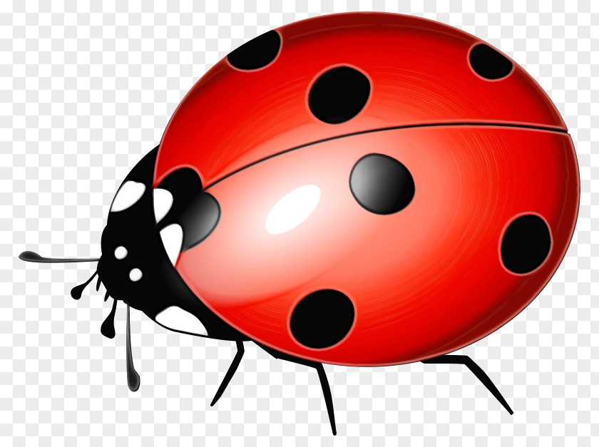 Ball Beetle Ladybug PNG