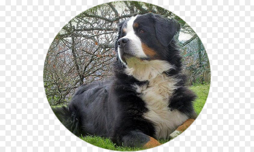 Bouvier Bernois Dog Breed Bernese Mountain Greater Swiss Companion PNG