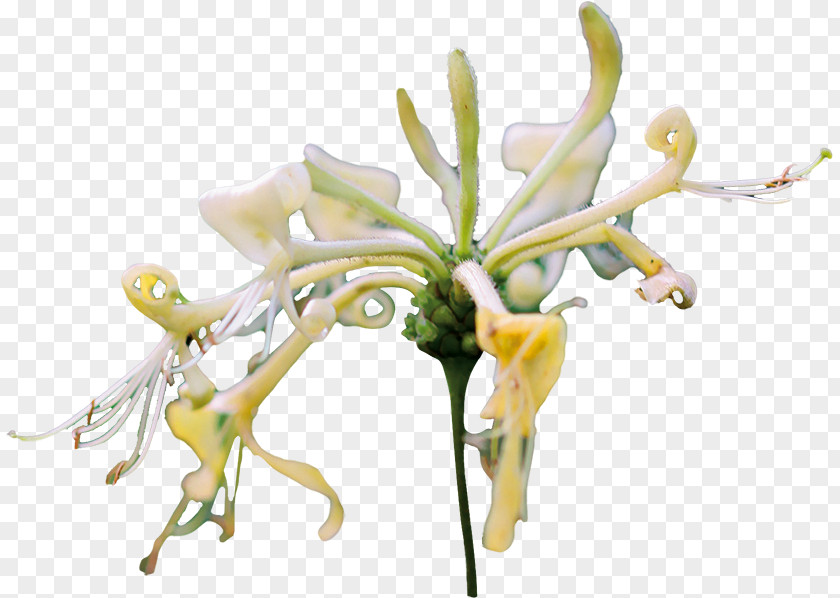 Flower Floral Design Cut Flowers Plant Stem Petal PNG