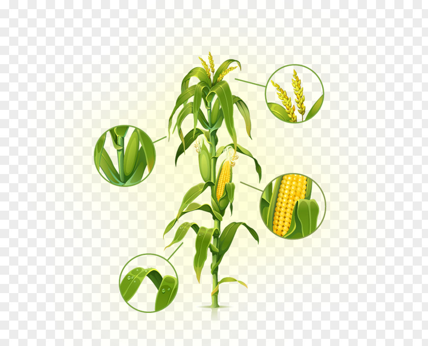 Maize Stock Photography Clip Art PNG