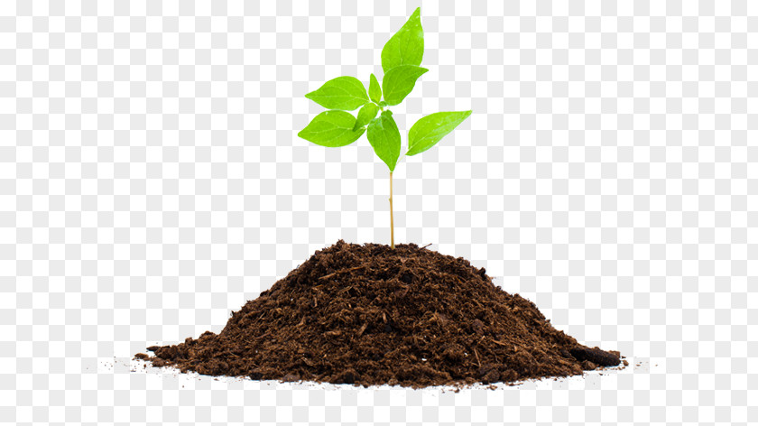 Plant Seedling Soil Root Compost PNG