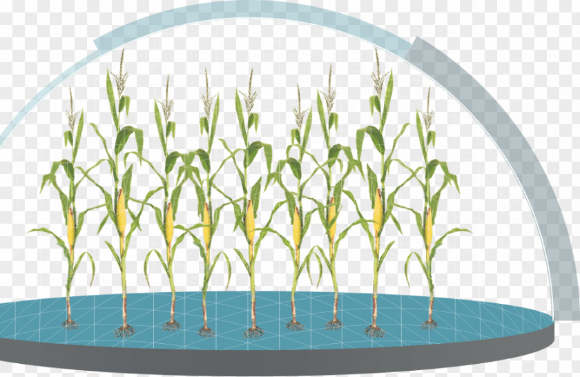Plants Grasses Maize Science Corn Earworm PNG