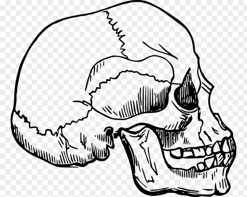 Skeleton Bone Skull Clip Art PNG