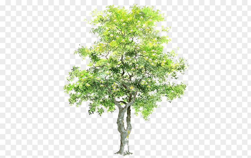 Trees Transparent Material Psd PNG transparent material psd trees,drawing trees clipart PNG