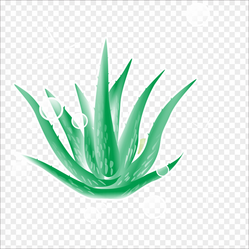 Aloe Plant Green PNG