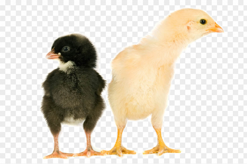 Cute Chick Chicken Egg Animal Cuteness PNG