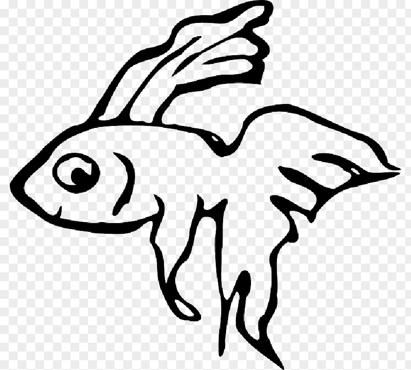 Siamese Fighting Fish Koi Veiltail Drawing PNG