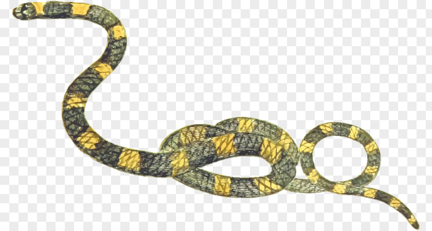 Snake Boa Constrictor Clip Art PNG