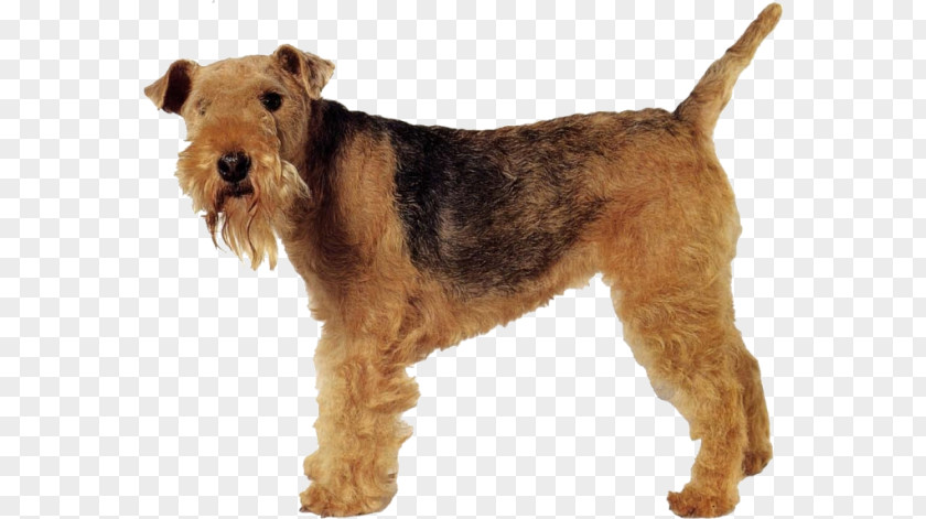 Welsh Terrier Lakeland Airedale Irish Dog Breed PNG