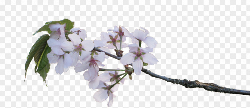 Apple Blossom Cherry Twig Flower Branch PNG