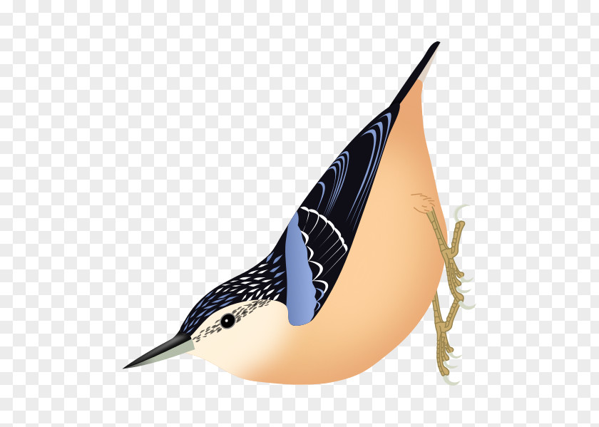 Bird Algerian Nuthatch Corsican Eurasian White-browed PNG