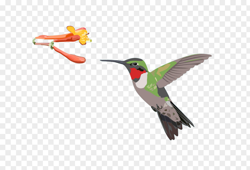 Bird Ruby-throated Hummingbird Clip Art Feeders PNG