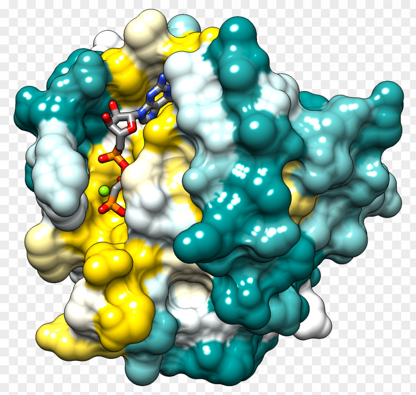 Chimera Ras Subfamily HRAS Protein Family Small GTPase PNG