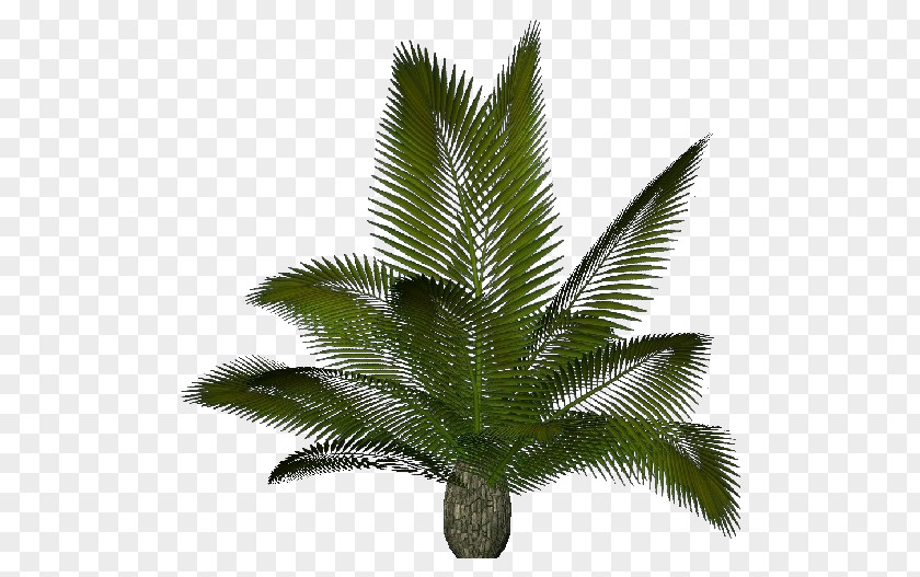 Cycas Arecaceae Sago Palm Plant Rumphii .dwg PNG