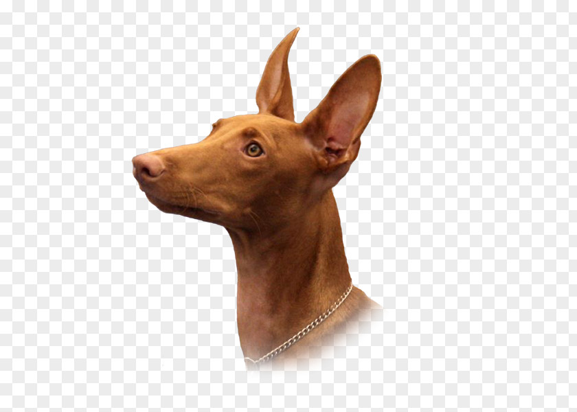 Daniel Loss Dog Breed Pharaoh Hound Cirneco Dell'Etna Pig's Ear Pinscher PNG