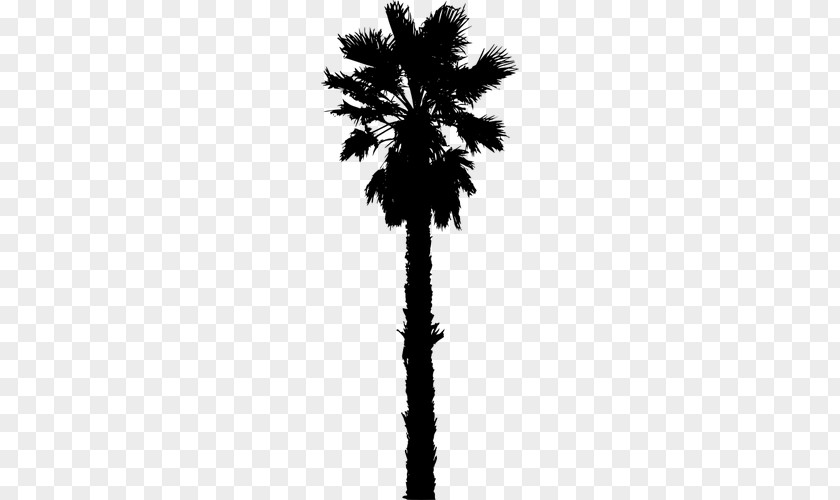 Date Palm Arecaceae Silhouette Clip Art PNG