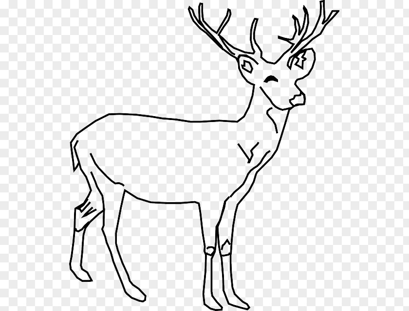 Deer White-tailed Moose Clip Art PNG