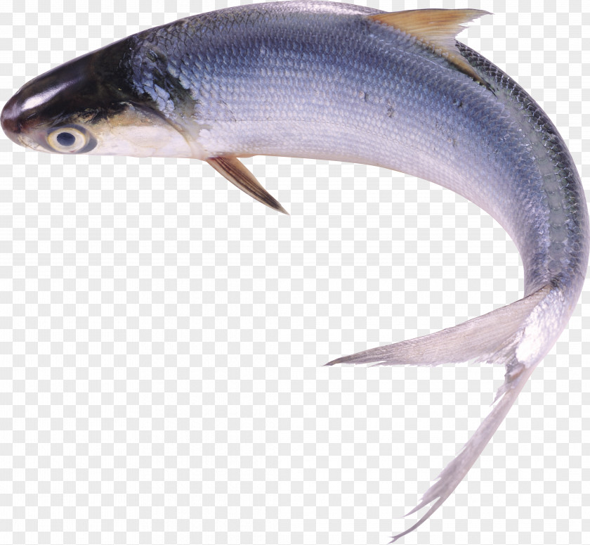 Fish Milkfish Food Freshwater PNG