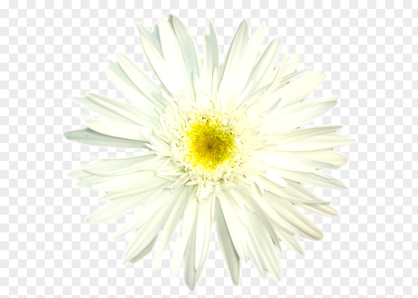 Oxeye Daisy Chrysanthemum Transvaal Family Marguerite PNG