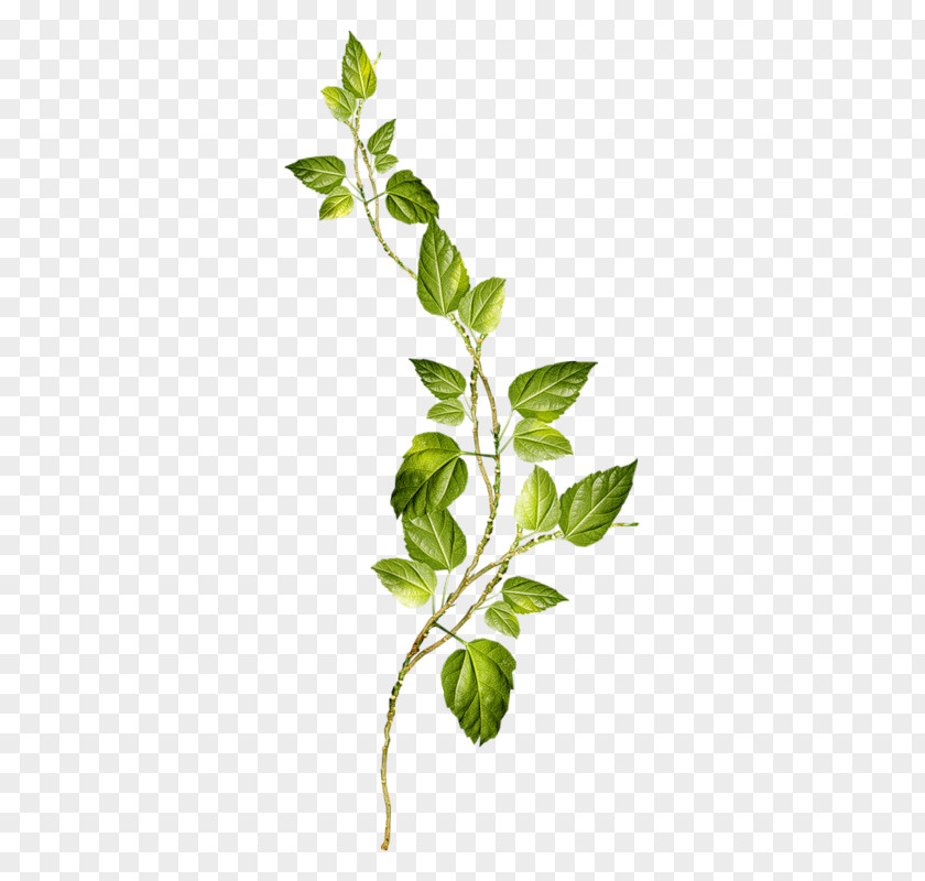 Scrap Flower Plant Stem Stainless Steel PNG