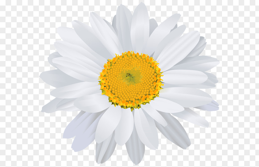 Whitedaisy Clip Art Image Free Content PNG