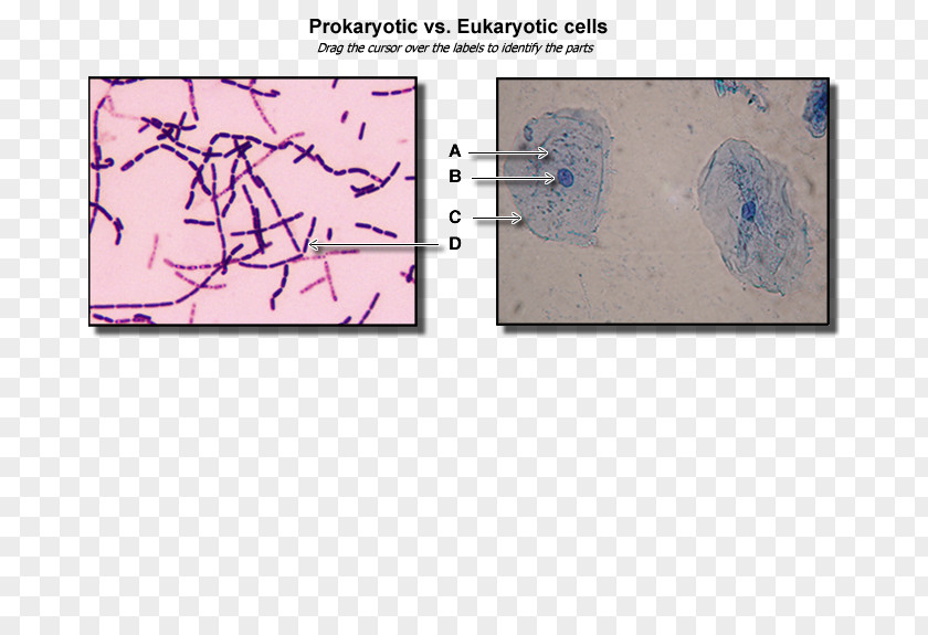 Eukaryotic Cell Cytoplasm Plant Organelle Prokaryote PNG