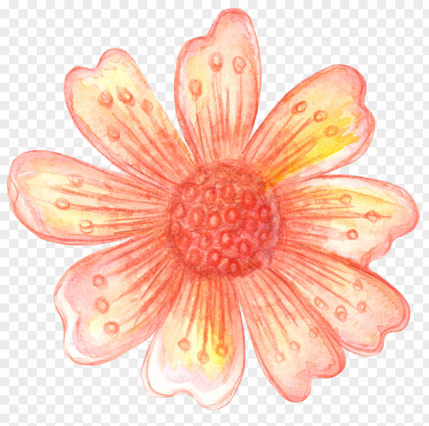 Flower Petal Transvaal Daisy Adobe Photoshop PNG