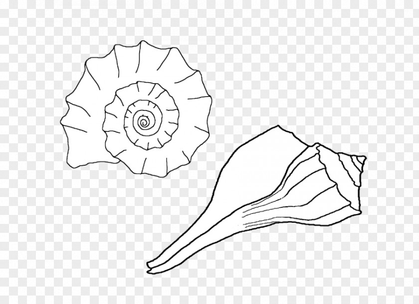 Seashell Whelk Drawing Coloring Book PNG