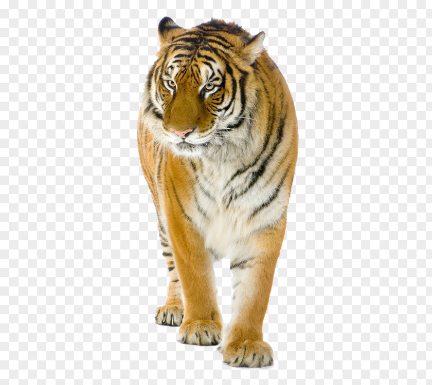 Tiger Lion Cat Stock Photography PNG
