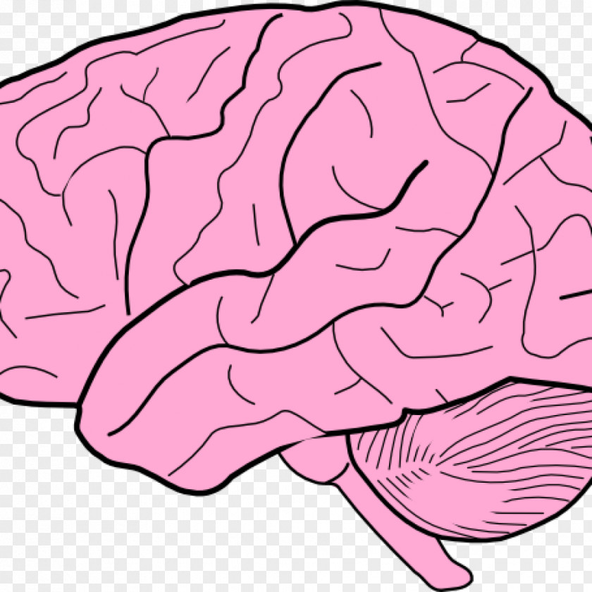 Brain Clip Art Outline Of The Human PNG