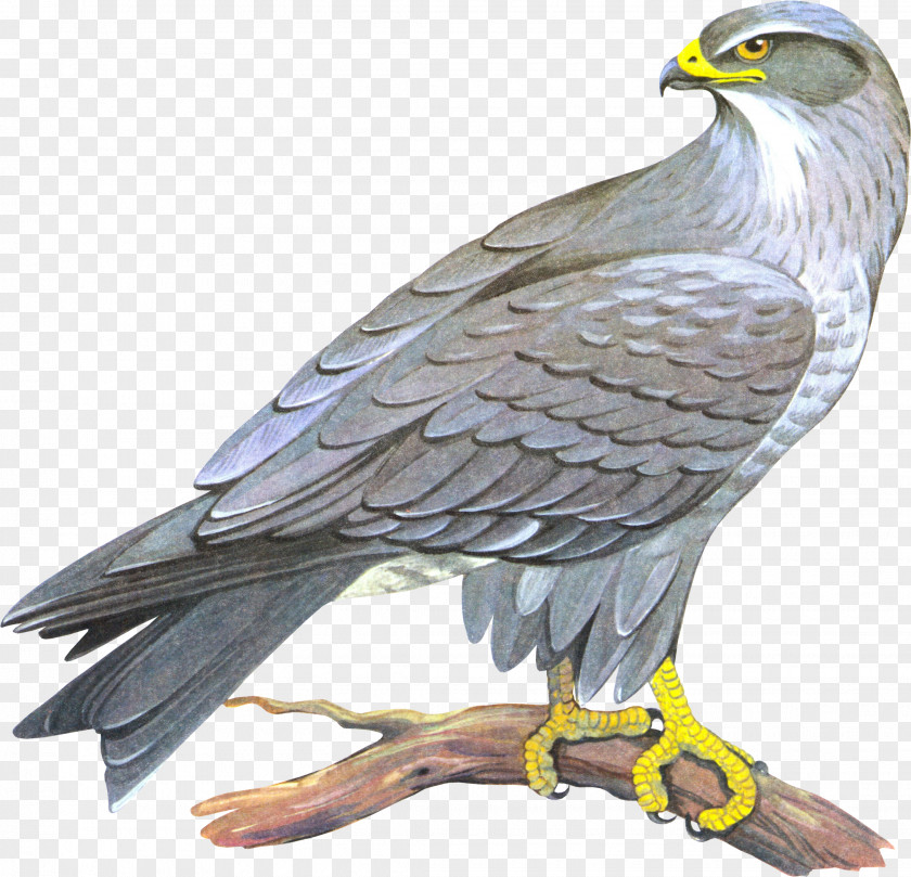 Falcon Bald Eagle Drawing Clip Art PNG