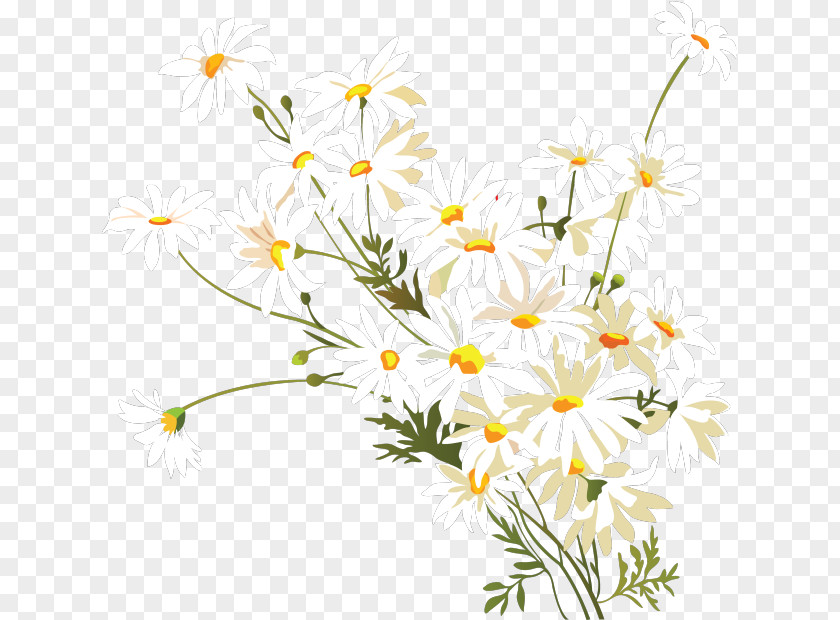 Flower Chamomile Common Daisy Clip Art PNG